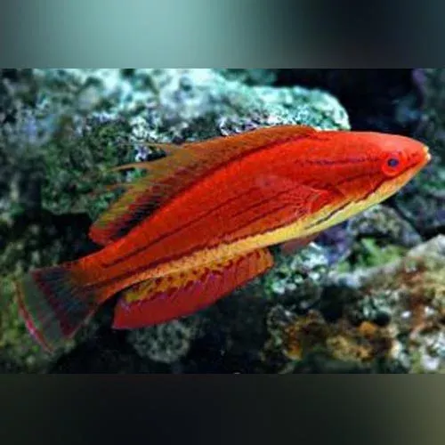 carpenter-s-flasher-wrasse Carpenter's Flasher Wrasse
