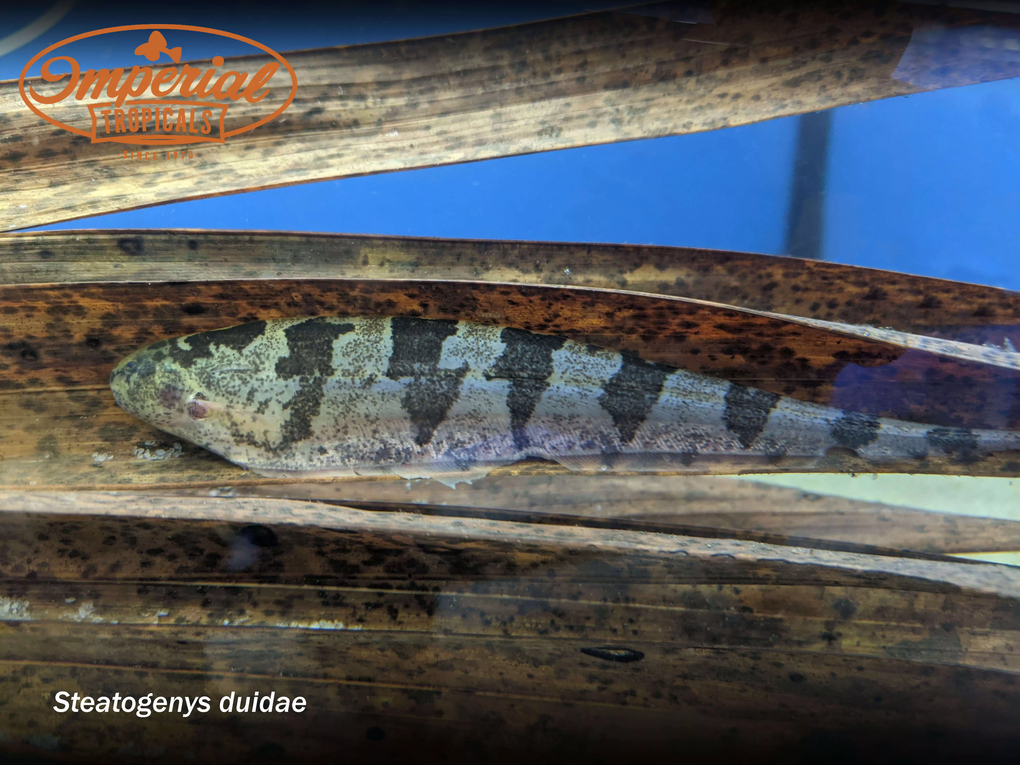 centipede-knife Centipede Knife