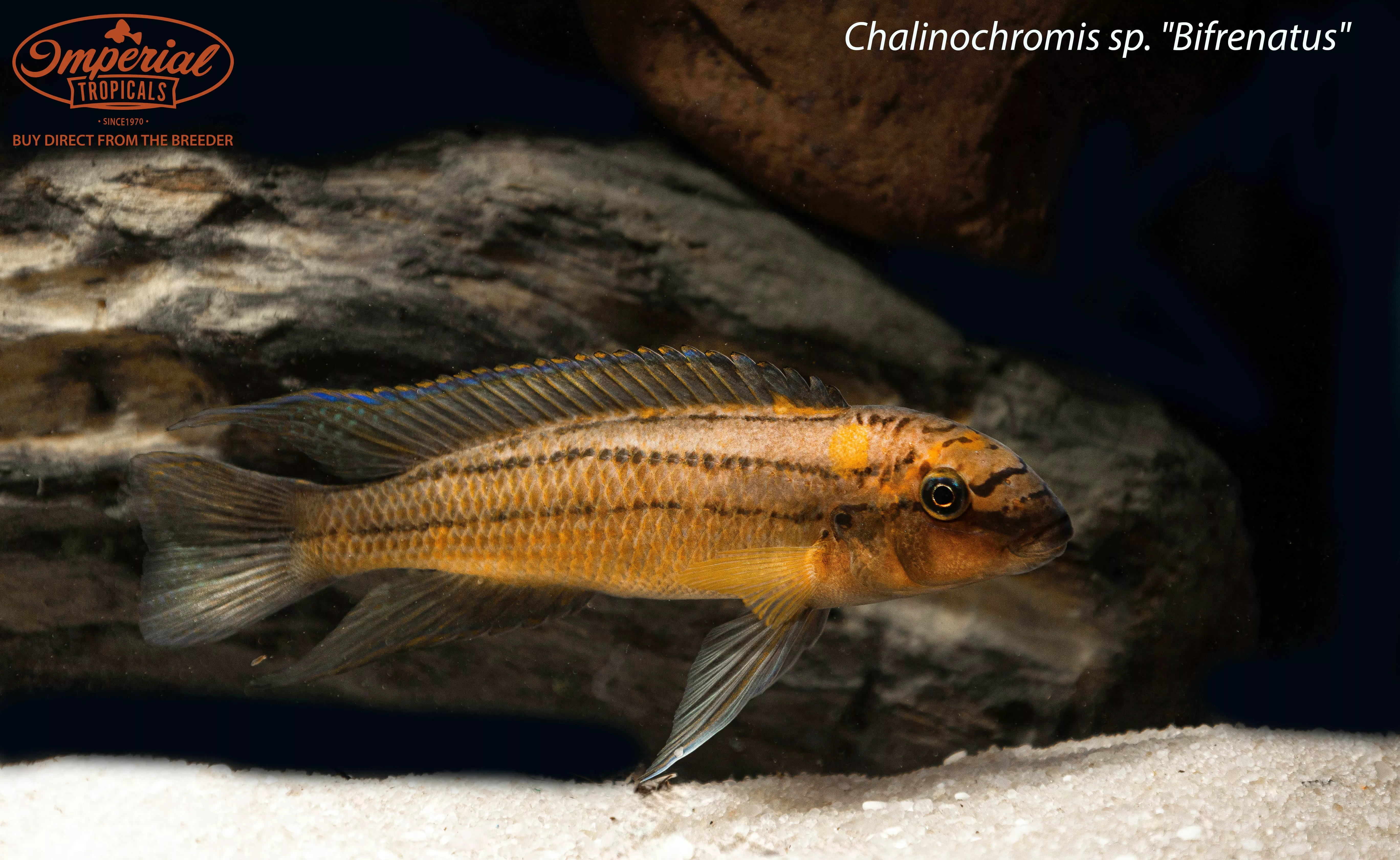 chalinochromis-sp-bifrenatus Chalinochromis sp. "Bifrenatus"