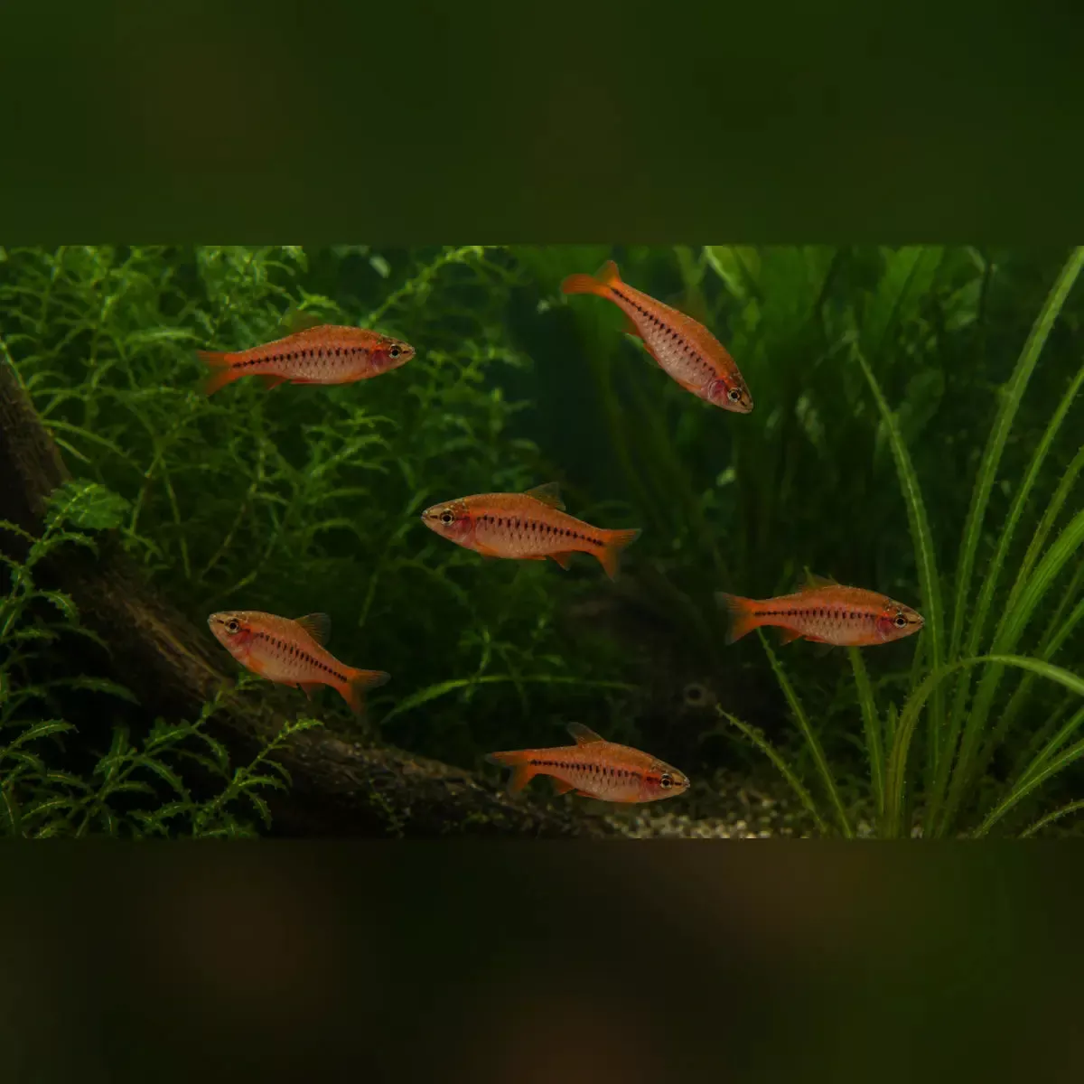 cherry-barb-school-6 Cherry Barb (School of 6)