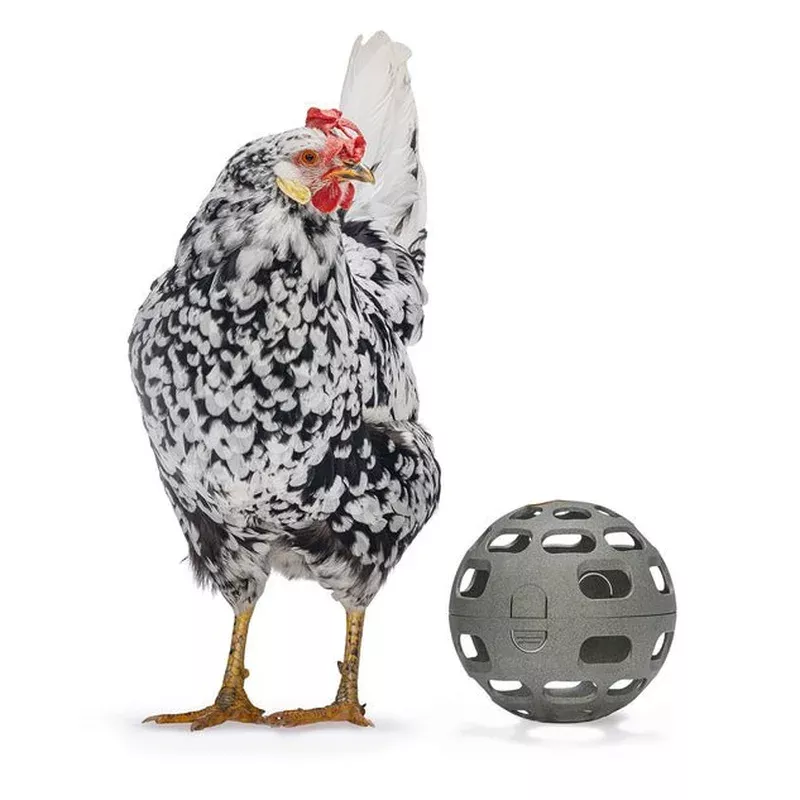 chicken-snack-ball-100-recycled-foraging-play-feeder Chicken Snack Ball 100% Recycled Foraging & Play Feeder