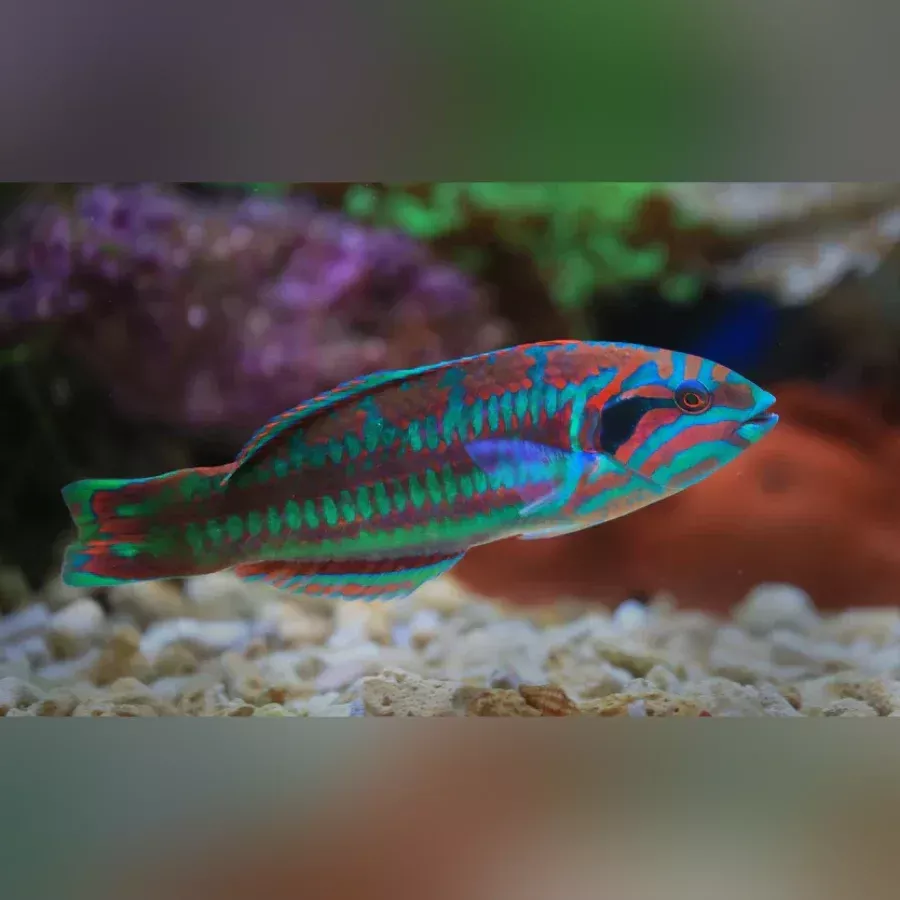 christmas-wrasse Christmas Wrasse
