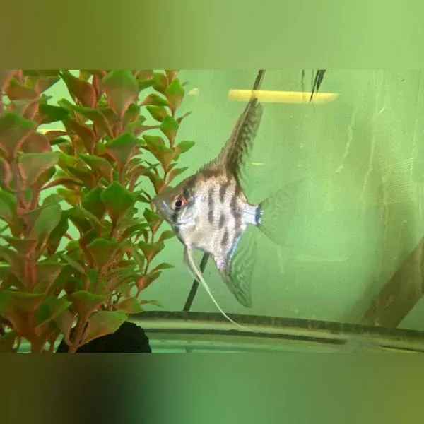 clown-angelfish Clown Angelfish