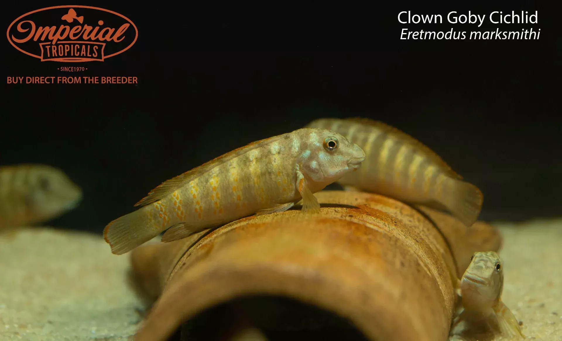clown-goby-cichlid Clown Goby Cichlid