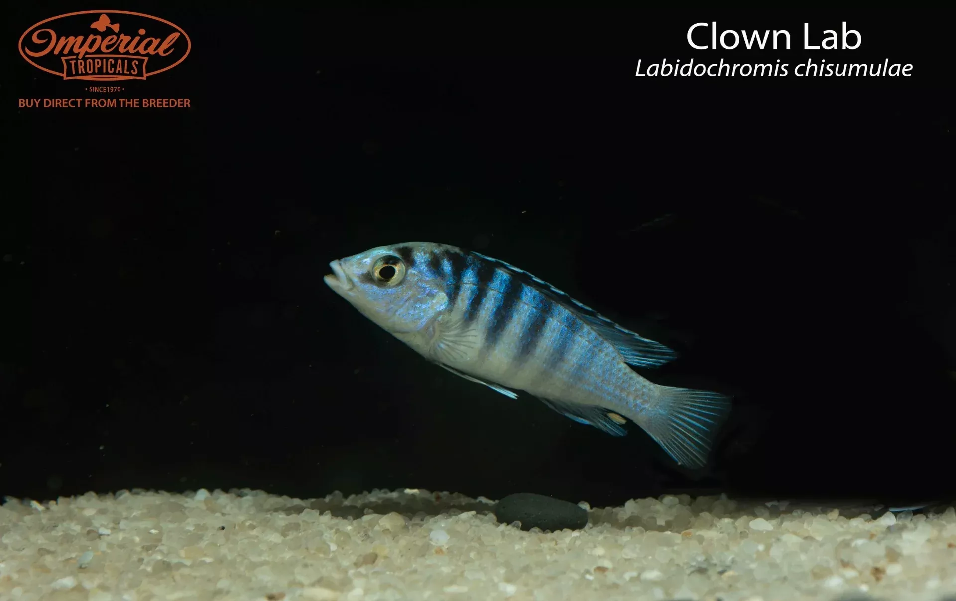 clown-lab-labidochromis-chisumulae Clown Lab (Labidochromis chisumulae)
