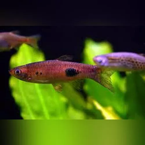 clown-rasbora Clown Rasbora