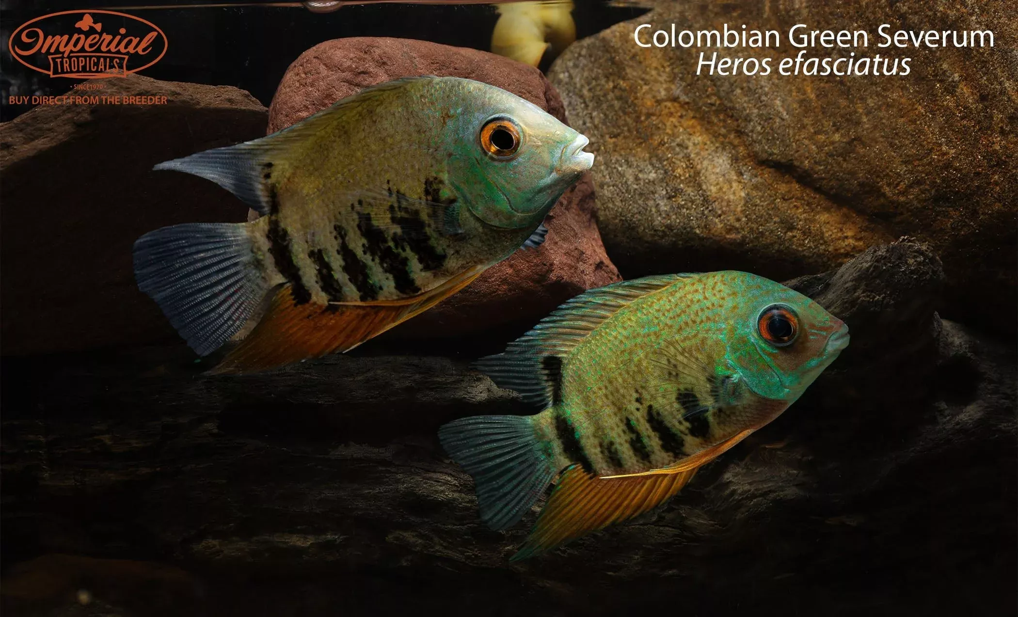 colombian-green-severum-heros-efasciatus Colombian Green Severum (Heros efasciatus)