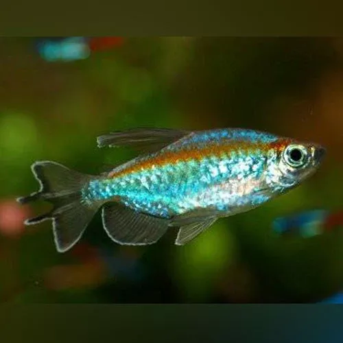 congo-tetra Congo Tetra