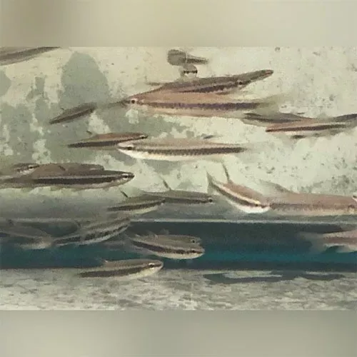 copeina-splashing-tetra Copeina Splashing Tetra