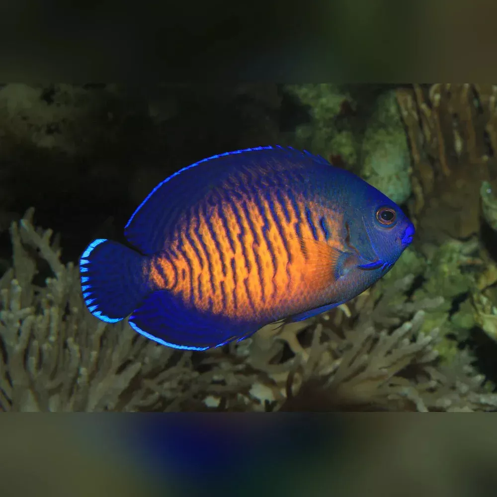 coral-beauty-angelfish Coral Beauty Angelfish