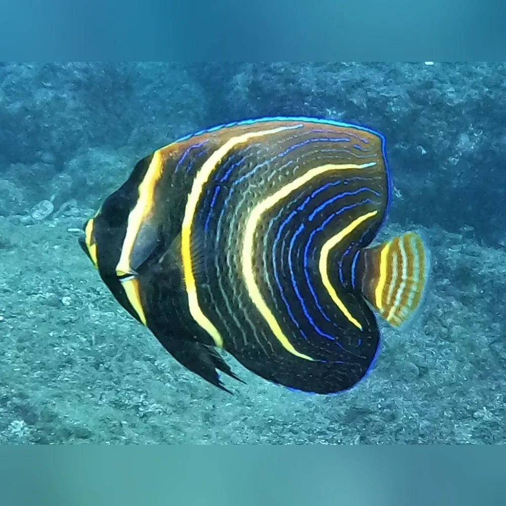cortez-angelfish Cortez Angelfish