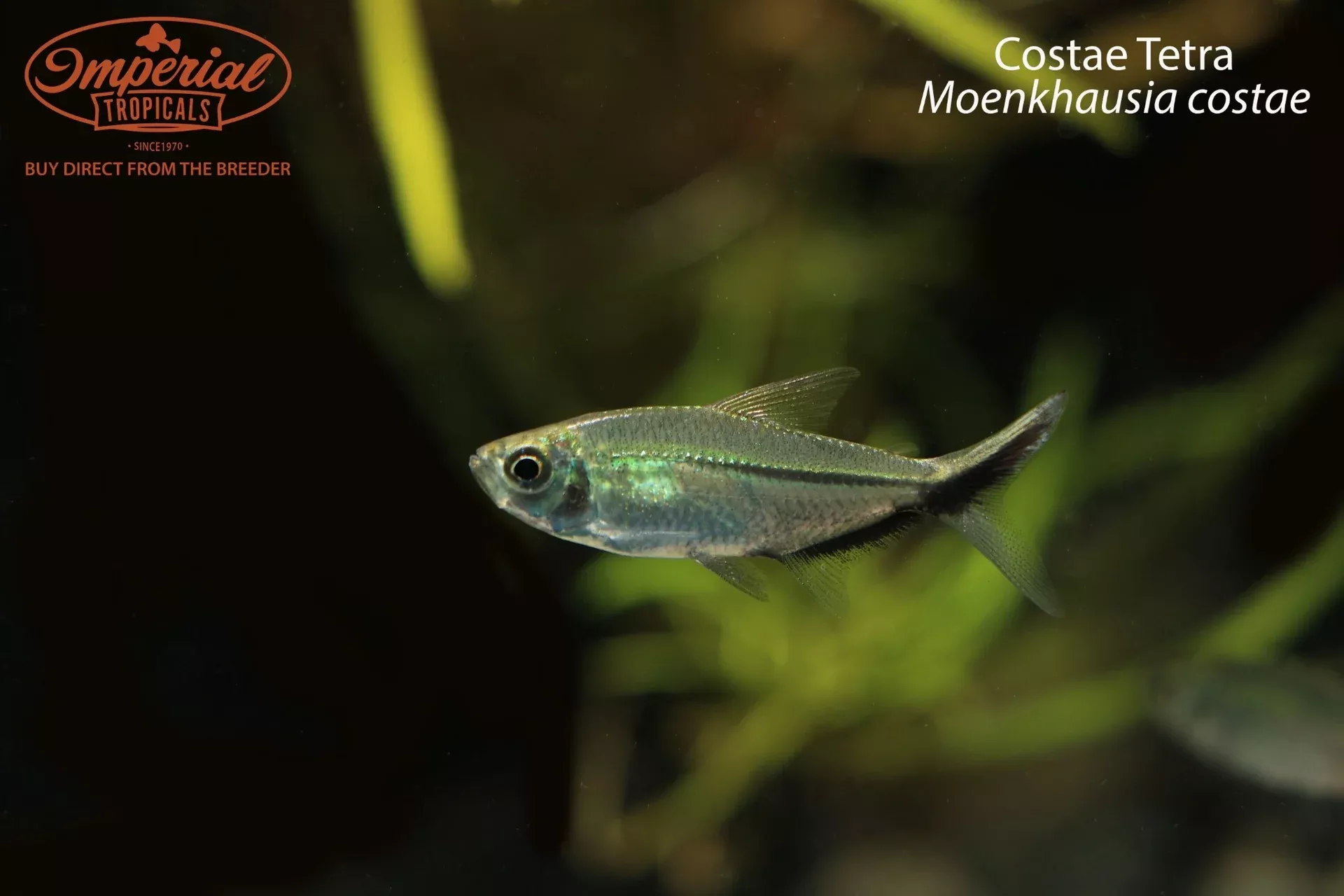 costae-tetra-moenkhausia-costae Costae Tetra (Moenkhausia costae)