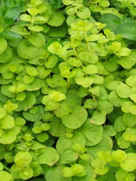 creeping-jenny Creeping Jenny