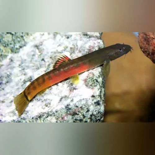 crimson-loach Crimson Loach