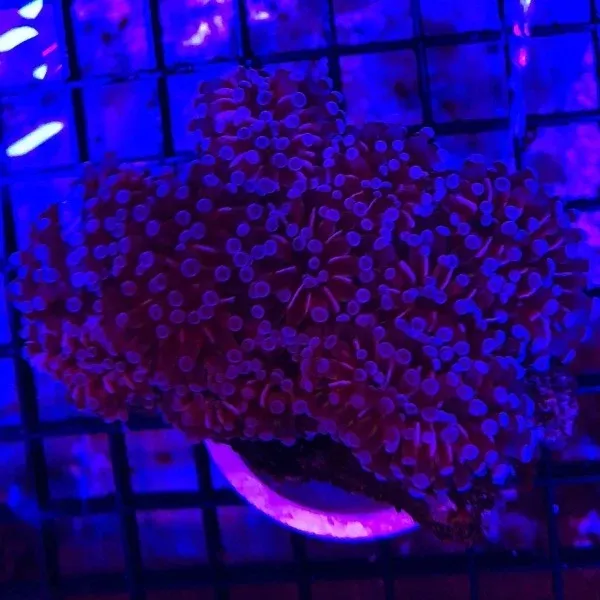 cristata-euphyllia-coral Cristata Euphyllia Coral