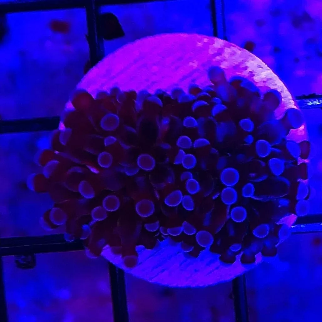 cristata-torch-coral-frag Cristata Torch Coral Frag