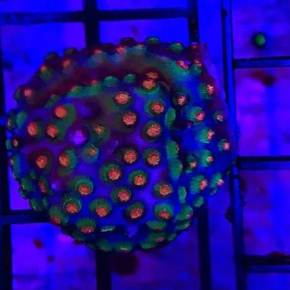 cyphastrea-orange-coral-frag Cyphastrea Orange Coral Frag