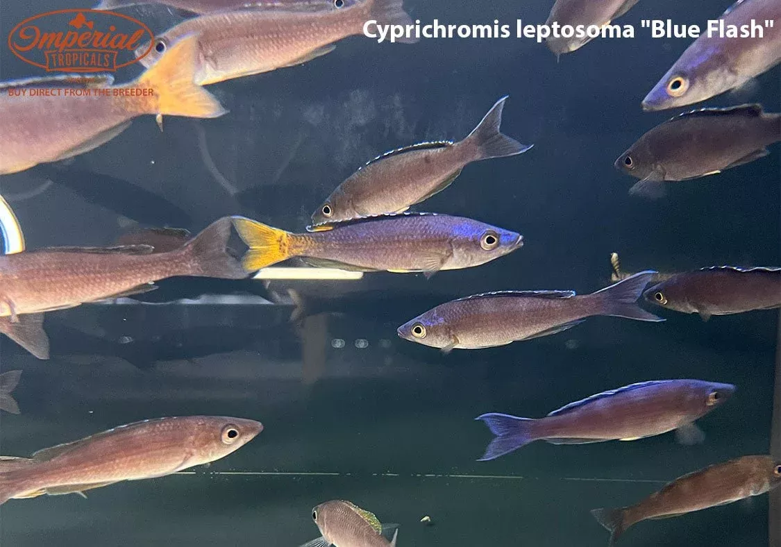 cyprichromis-leptosoma-blue-flash Cyprichromis leptosoma "Blue Flash"