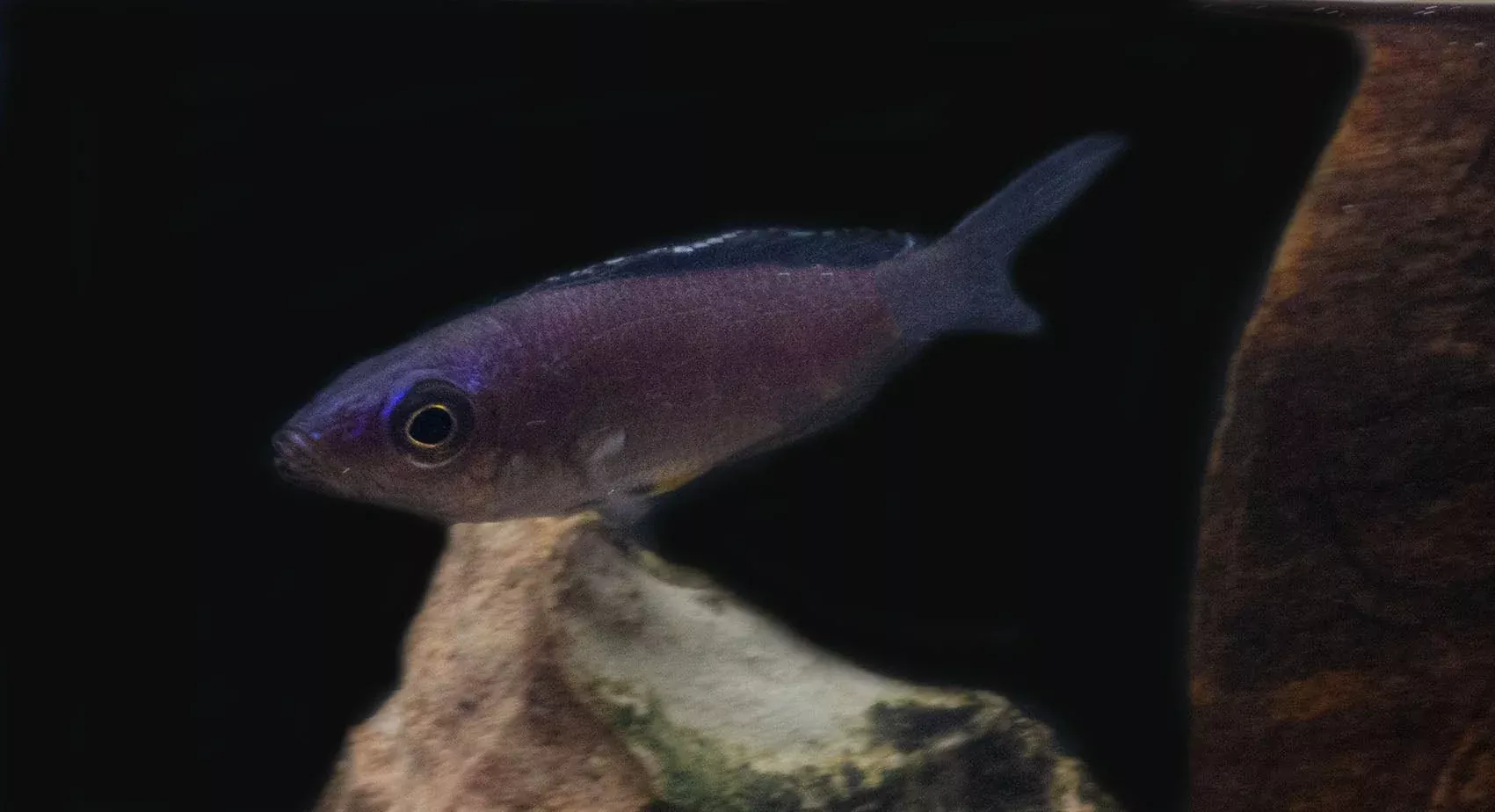 cyprichromis-leptosoma-kerenge Cyprichromis leptosoma "Kerenge"