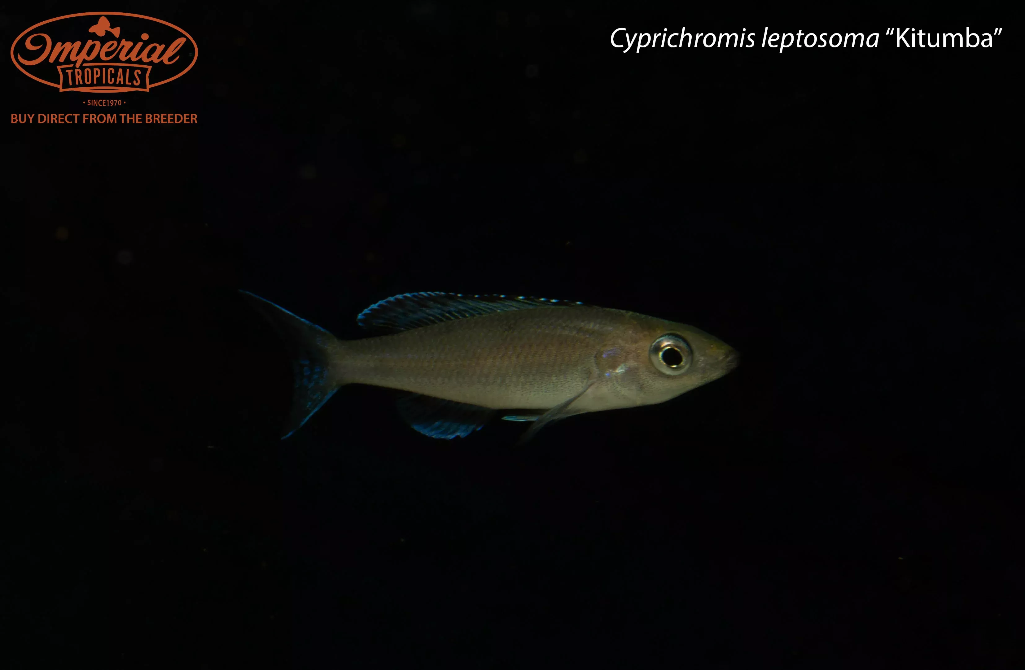 cyprichromis-leptosoma-kitumba Cyprichromis leptosoma “Kitumba”