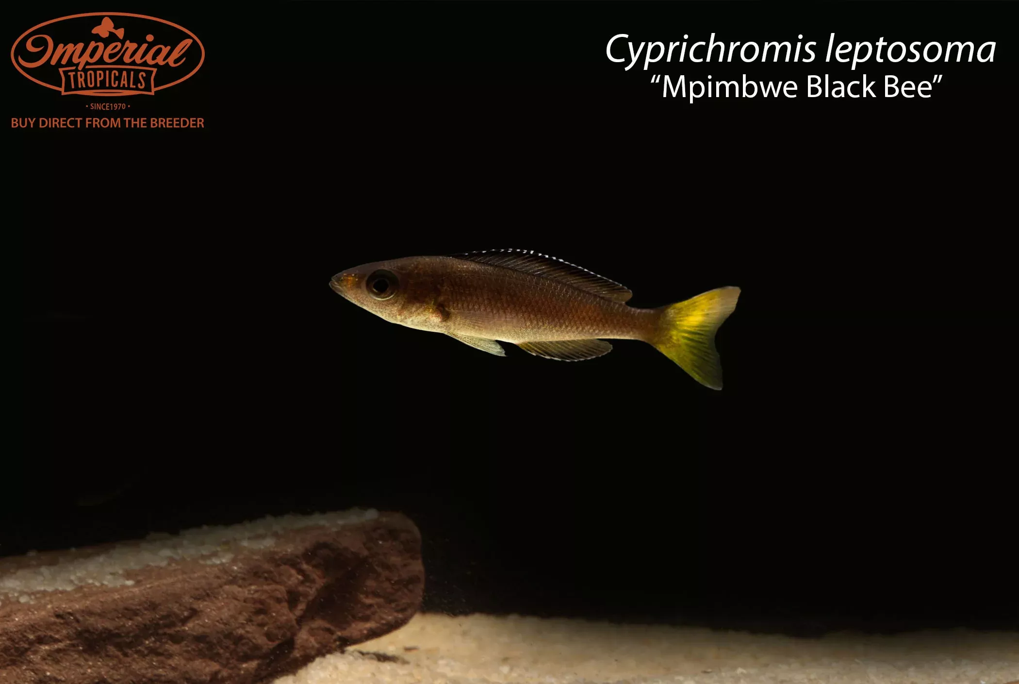 cyprichromis-leptosoma-mpimbwe-black-bee Cyprichromis leptosoma “Mpimbwe Black Bee”