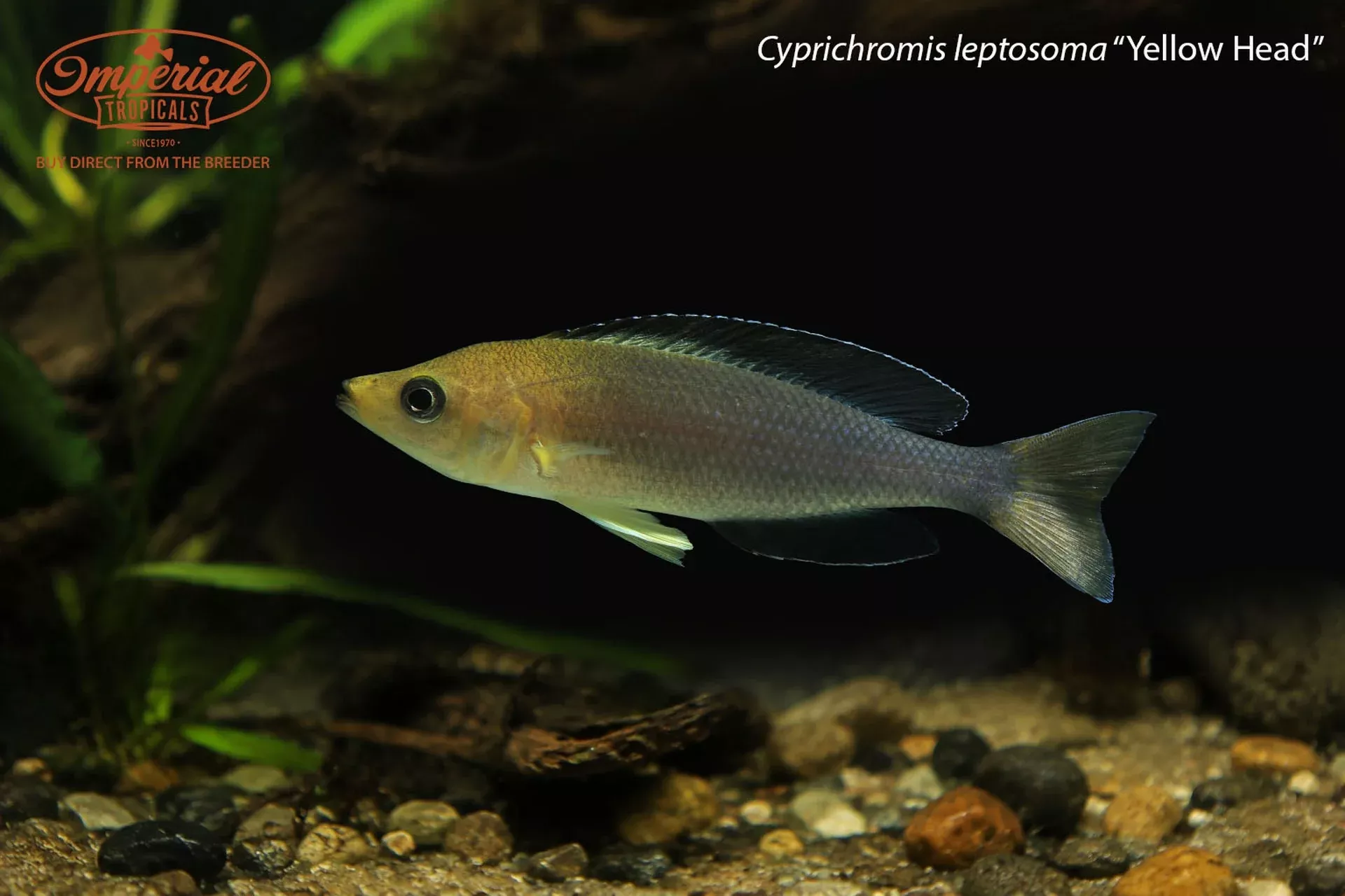 cyprichromis-leptosoma-yellow-head Cyprichromis leptosoma “Yellow Head"