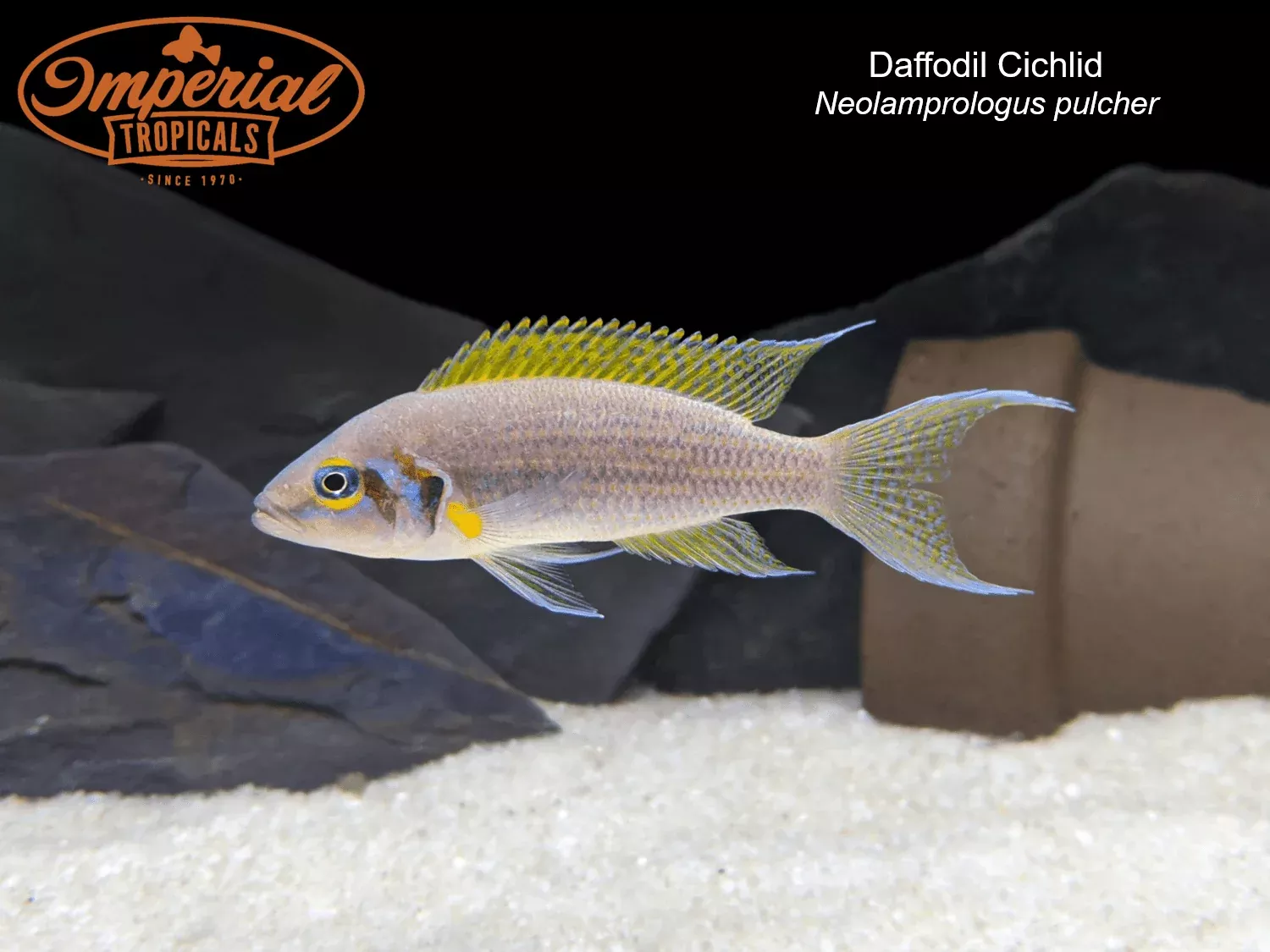 daffodil-cichlid Daffodil Cichlid