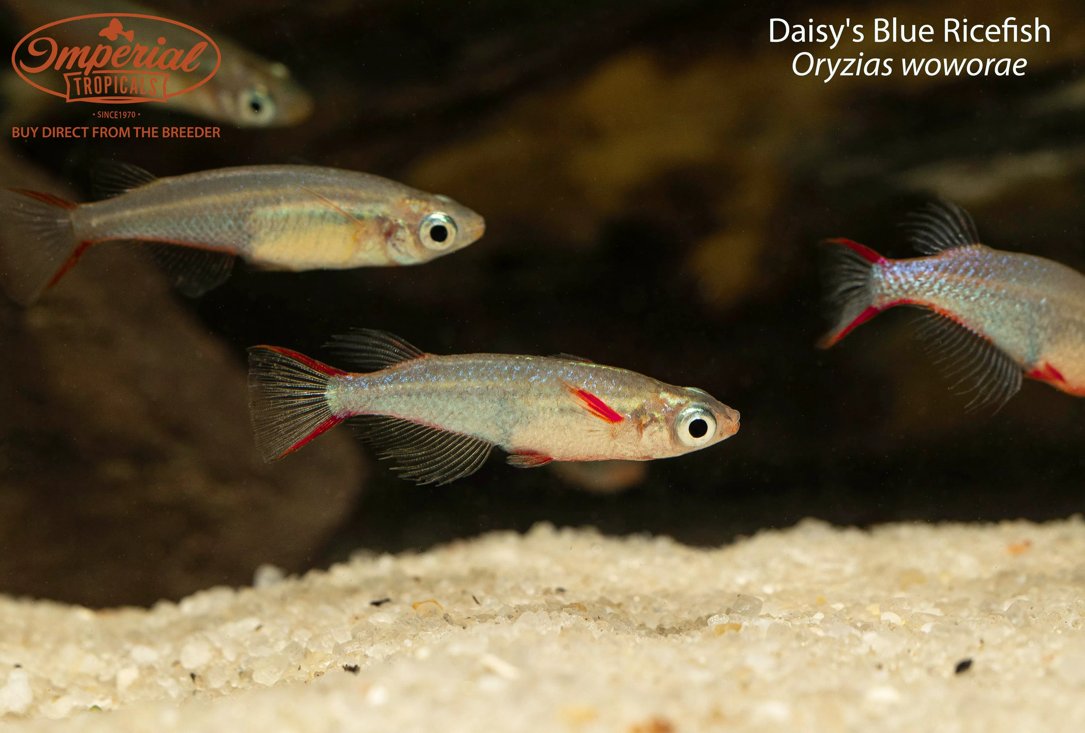 daisy-s-blue-ricefish Daisy's Blue Ricefish
