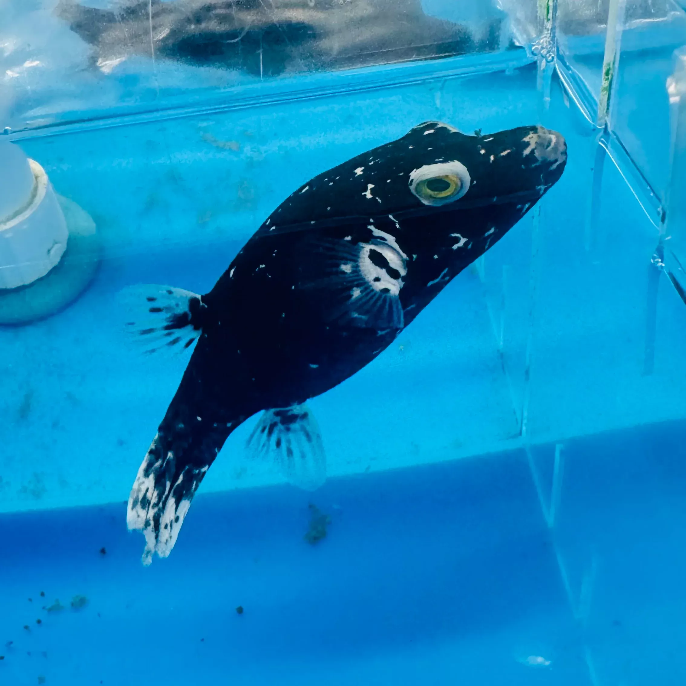 dalmatian-puffer Dalmatian Puffer