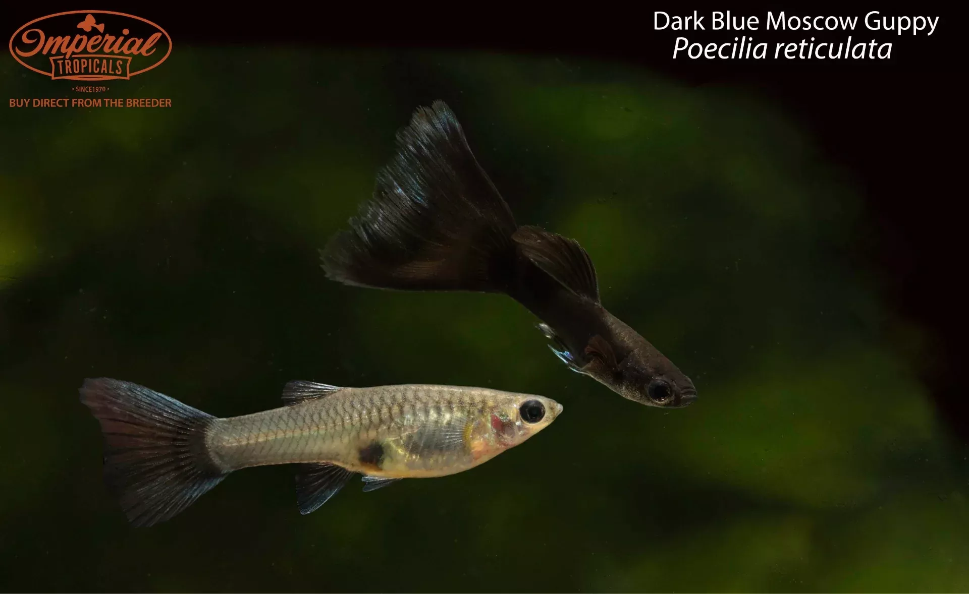 dark-blue-moscow-guppy Dark Blue Moscow Guppy