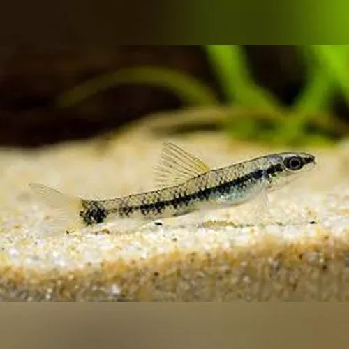 darter-goby-tetra Darter Goby Tetra