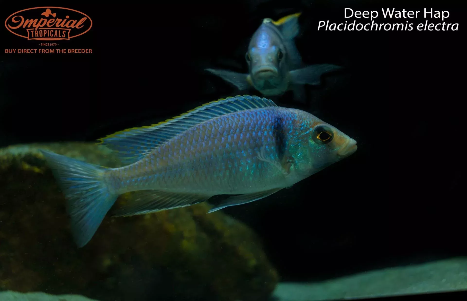deep-water-hap Deep Water Hap