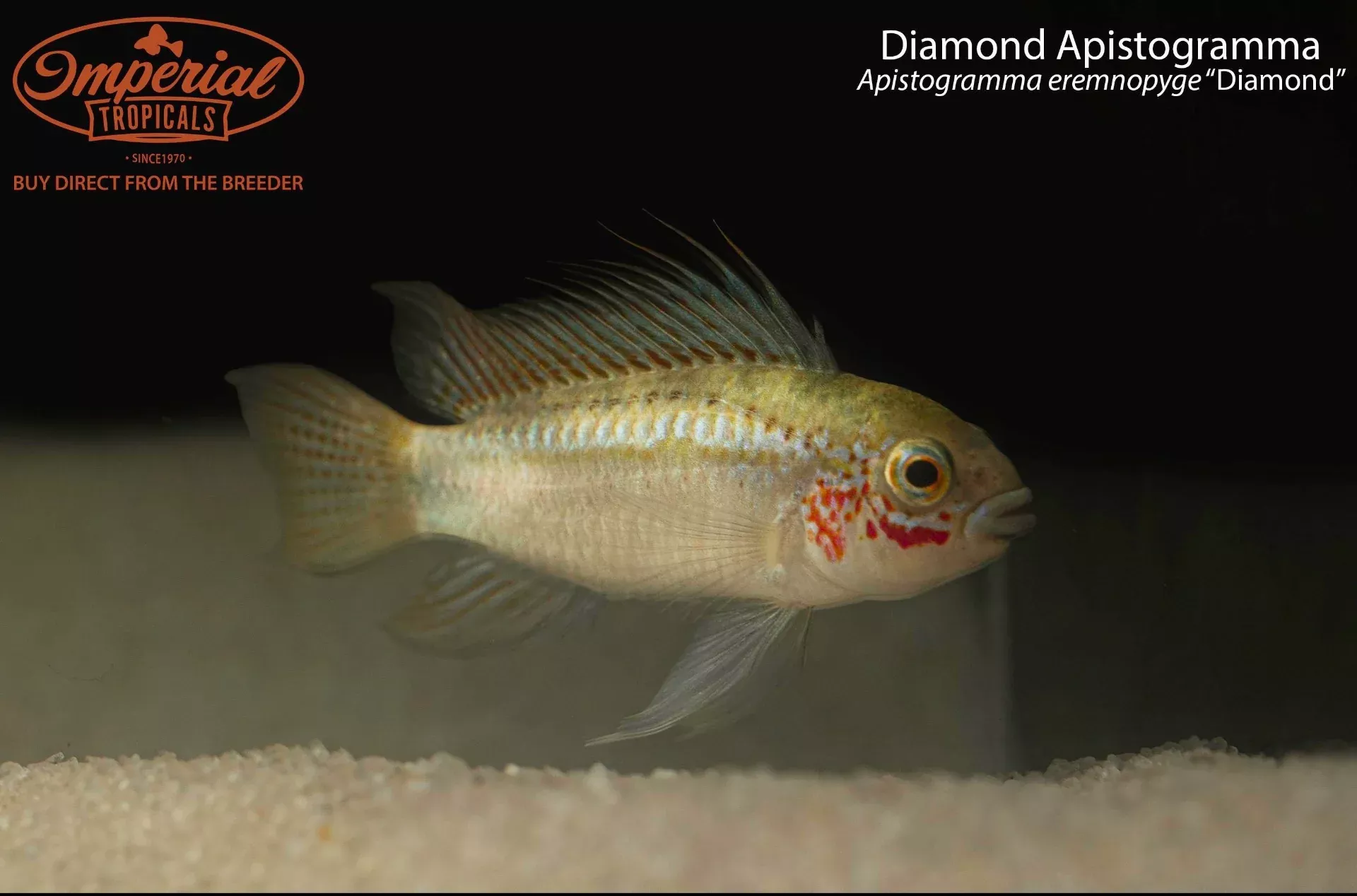 diamond-apistogramma Diamond Apistogramma