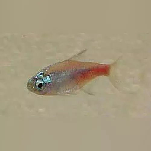 diamond-head-neon-tetra Diamond Head Neon Tetra