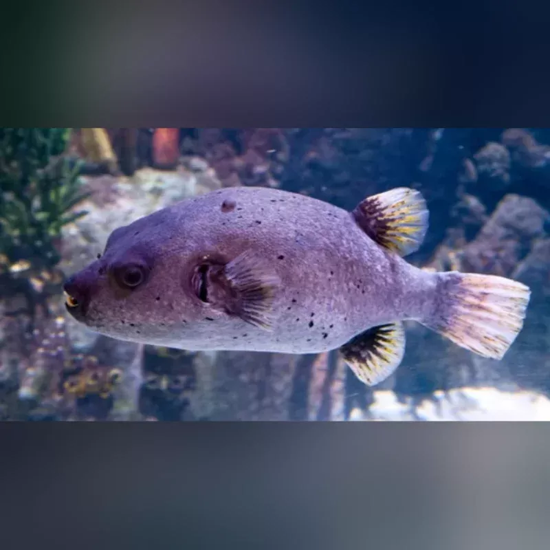 Dogface Puffer