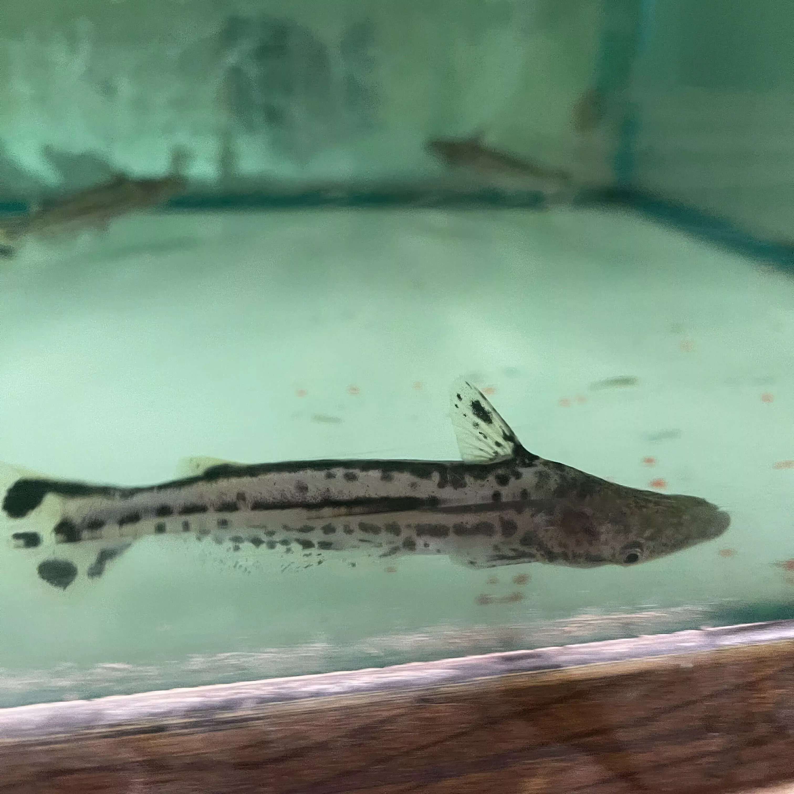 Dolphin Catfish