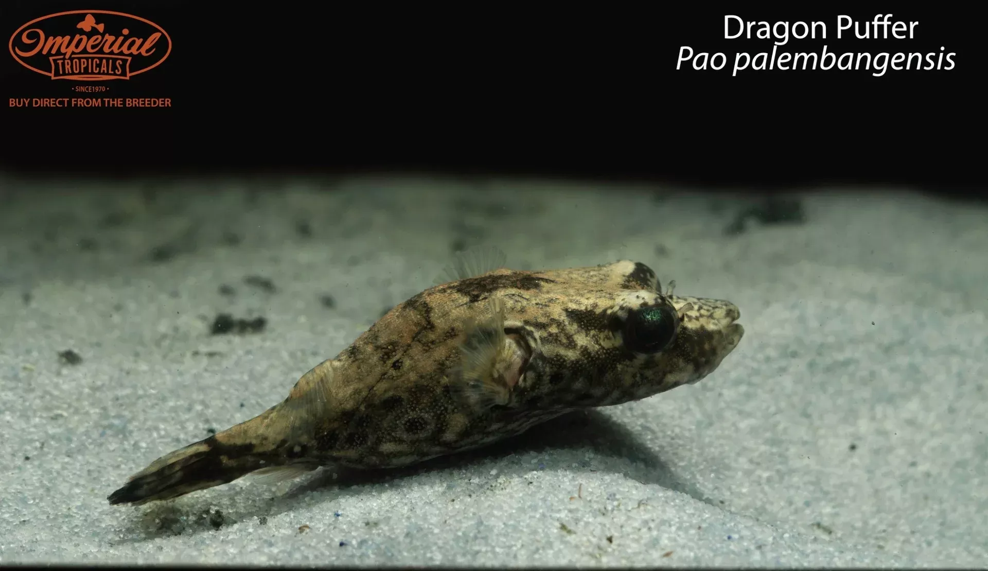 Dragon Puffer