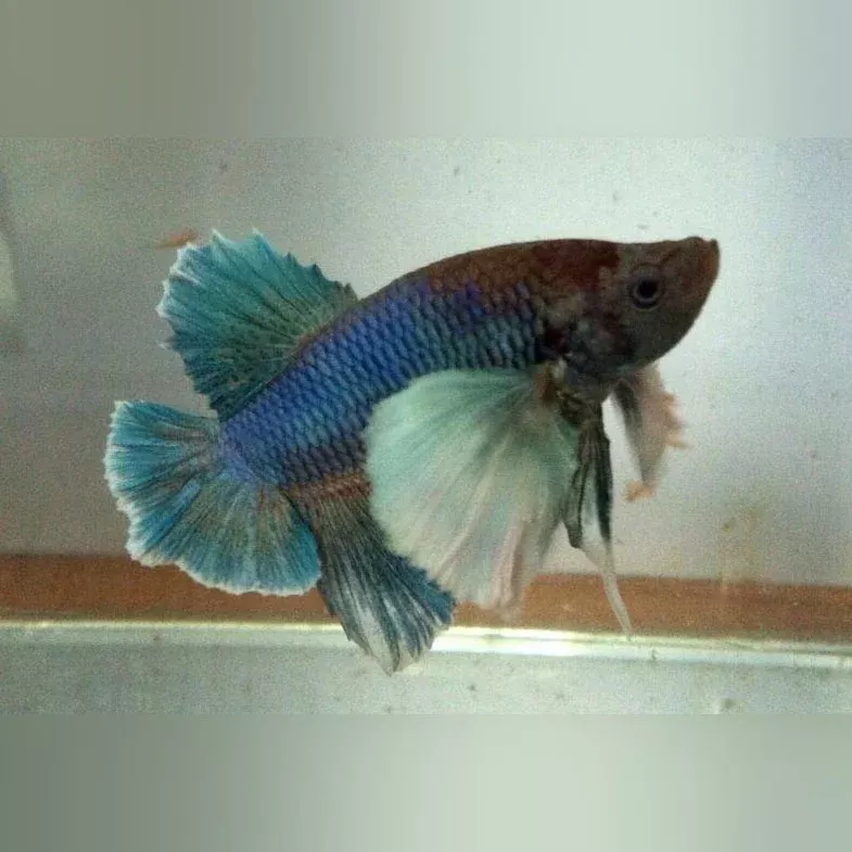 dumbo-ear-roundtail-betta Dumbo Ear Roundtail Betta