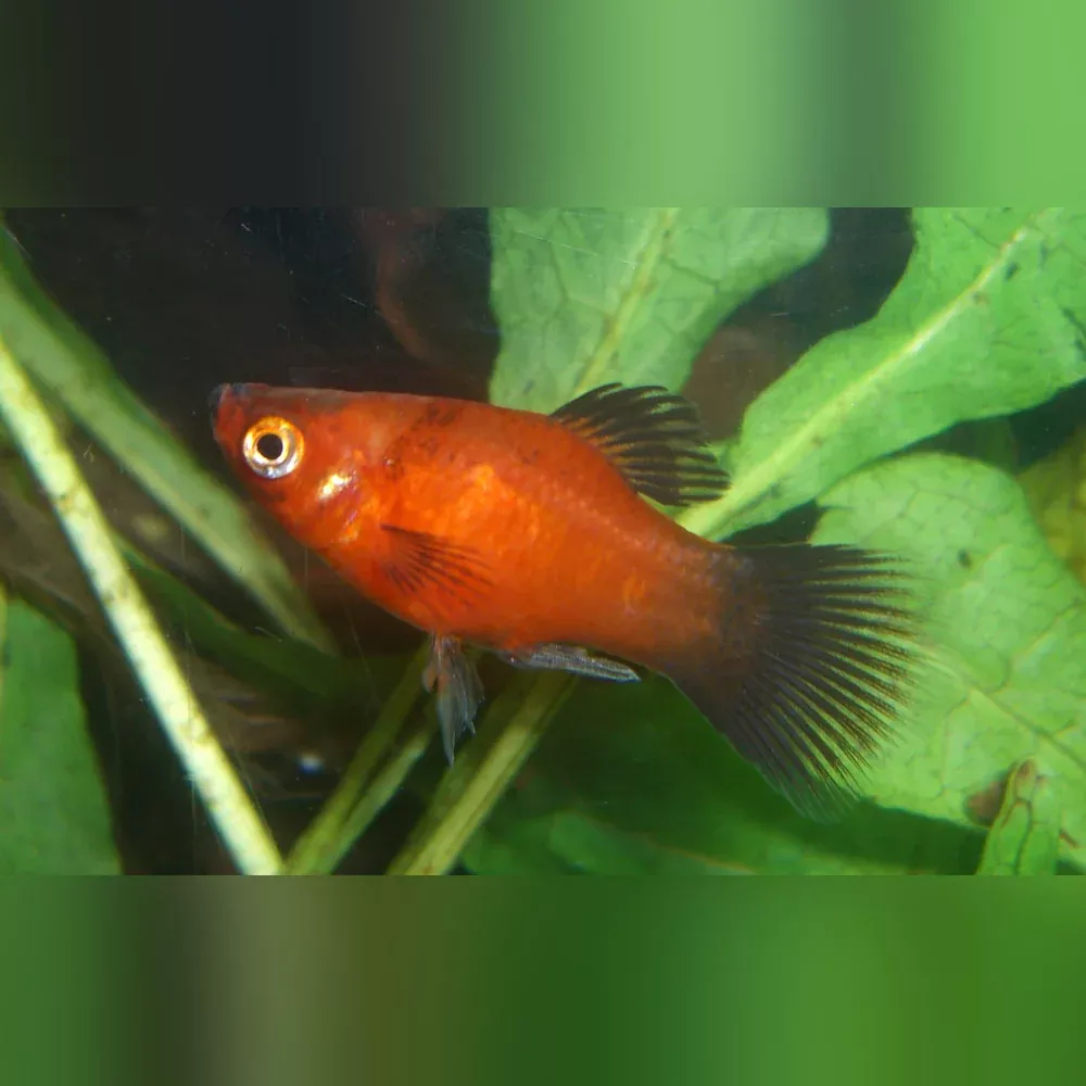 dwarf-coral-red-wag-platy Dwarf Coral Red Wag Platy