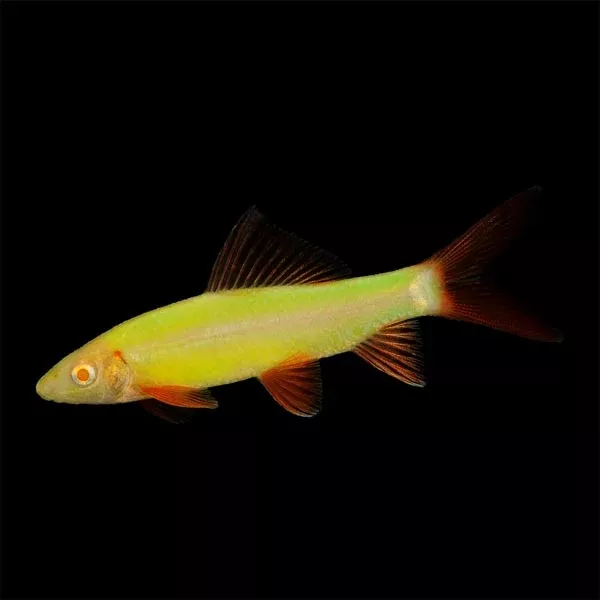 electric-green-glo-shark Electric Green Glo Shark