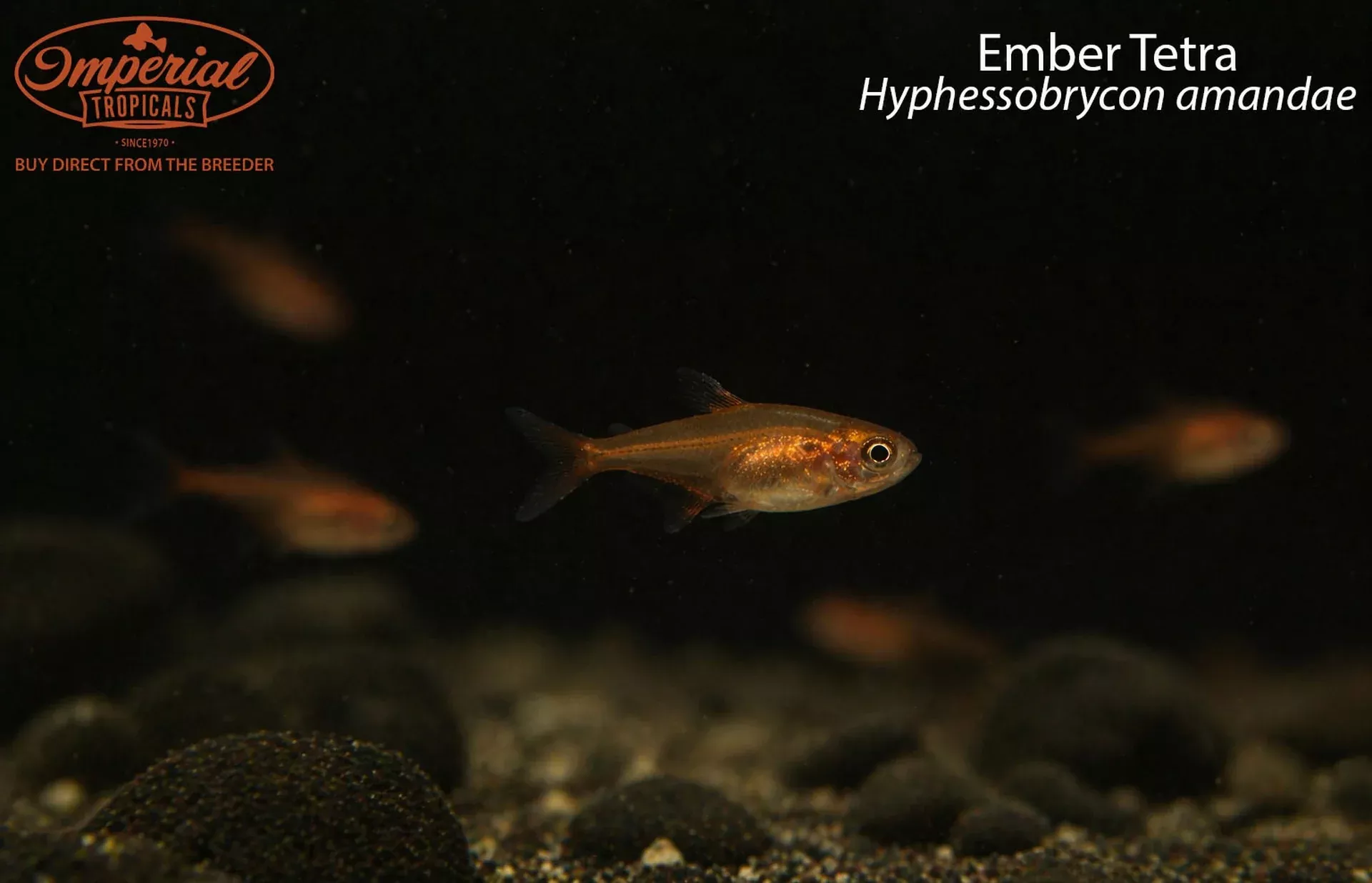 ember-tetra Ember Tetra