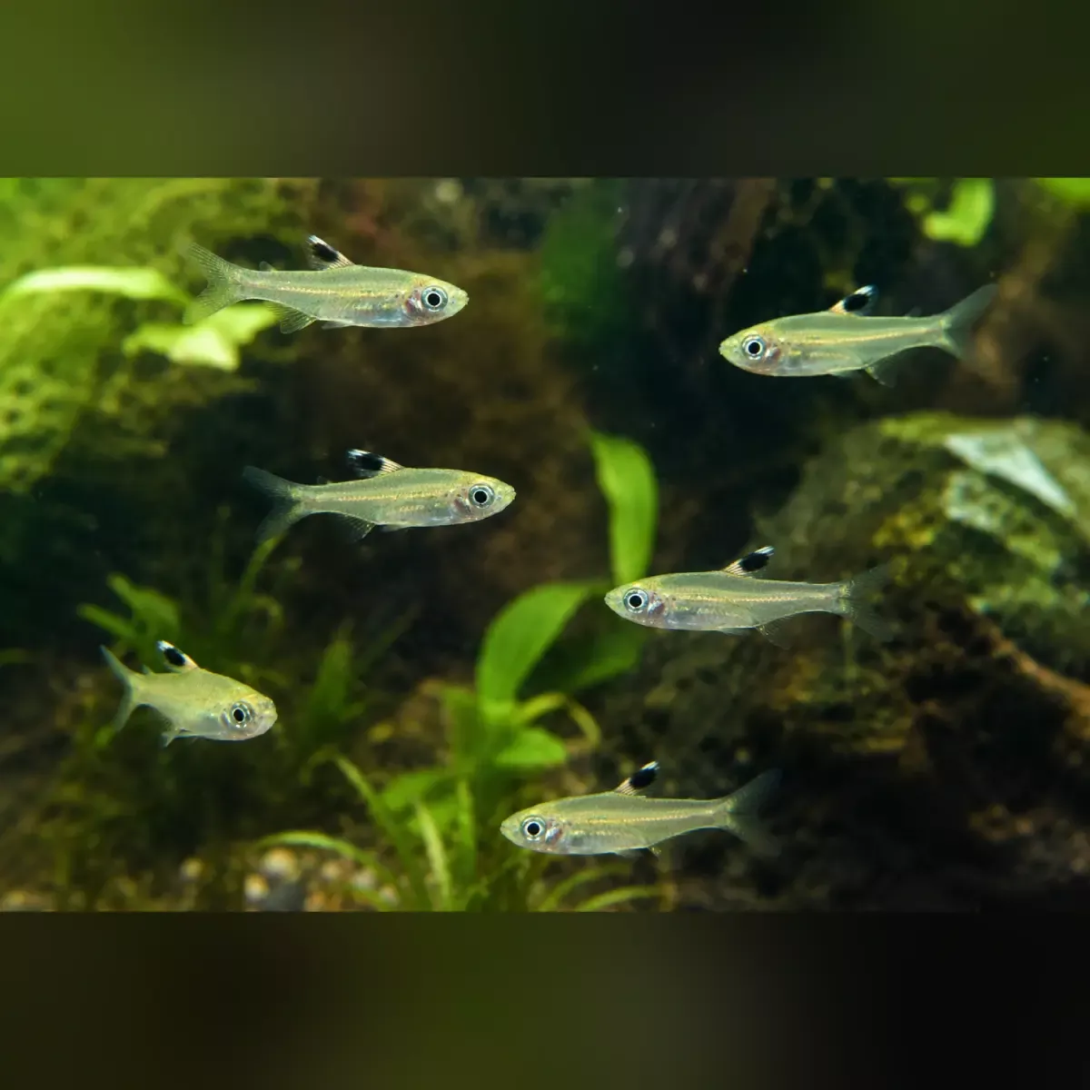 emerald-eye-rasbora-school-6 Emerald Eye Rasbora (School of 6)