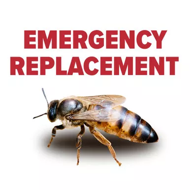 Emergency Replacement Queen