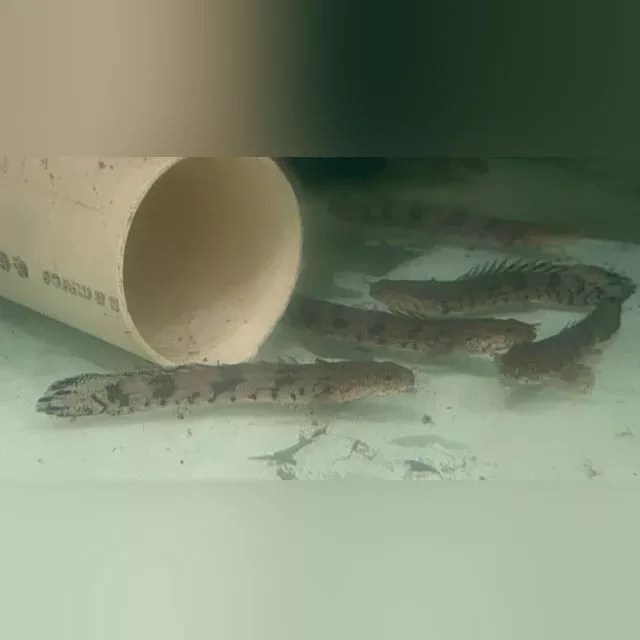 endlicheri-bichir Endlicheri Bichir