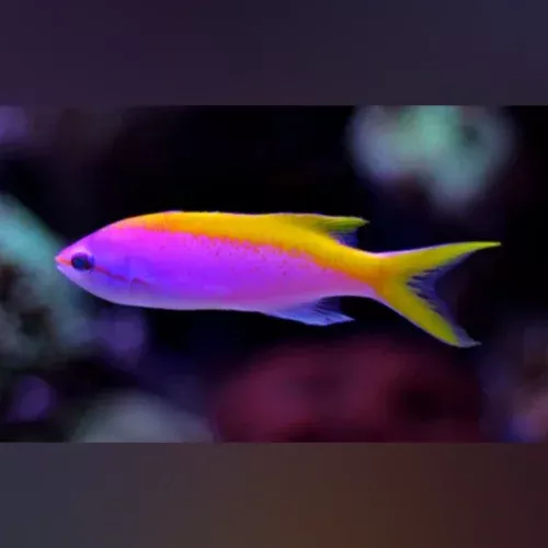 evansi-anthias Evansi Anthias