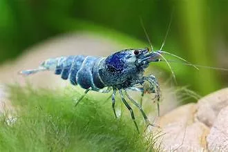 extreme-blue-bolt-shrimp Extreme Blue Bolt Shrimp