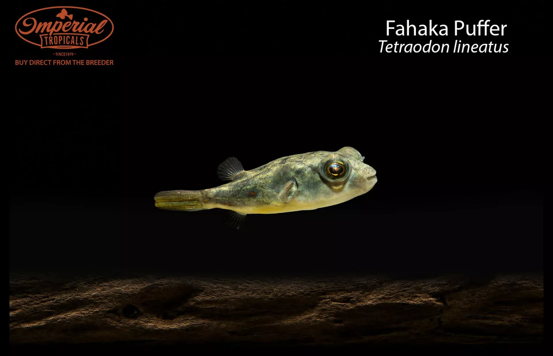 Fahaka Puffer