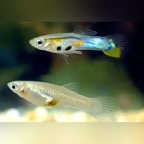 feeder-guppies-40-pack Feeder Guppies (40 pack)