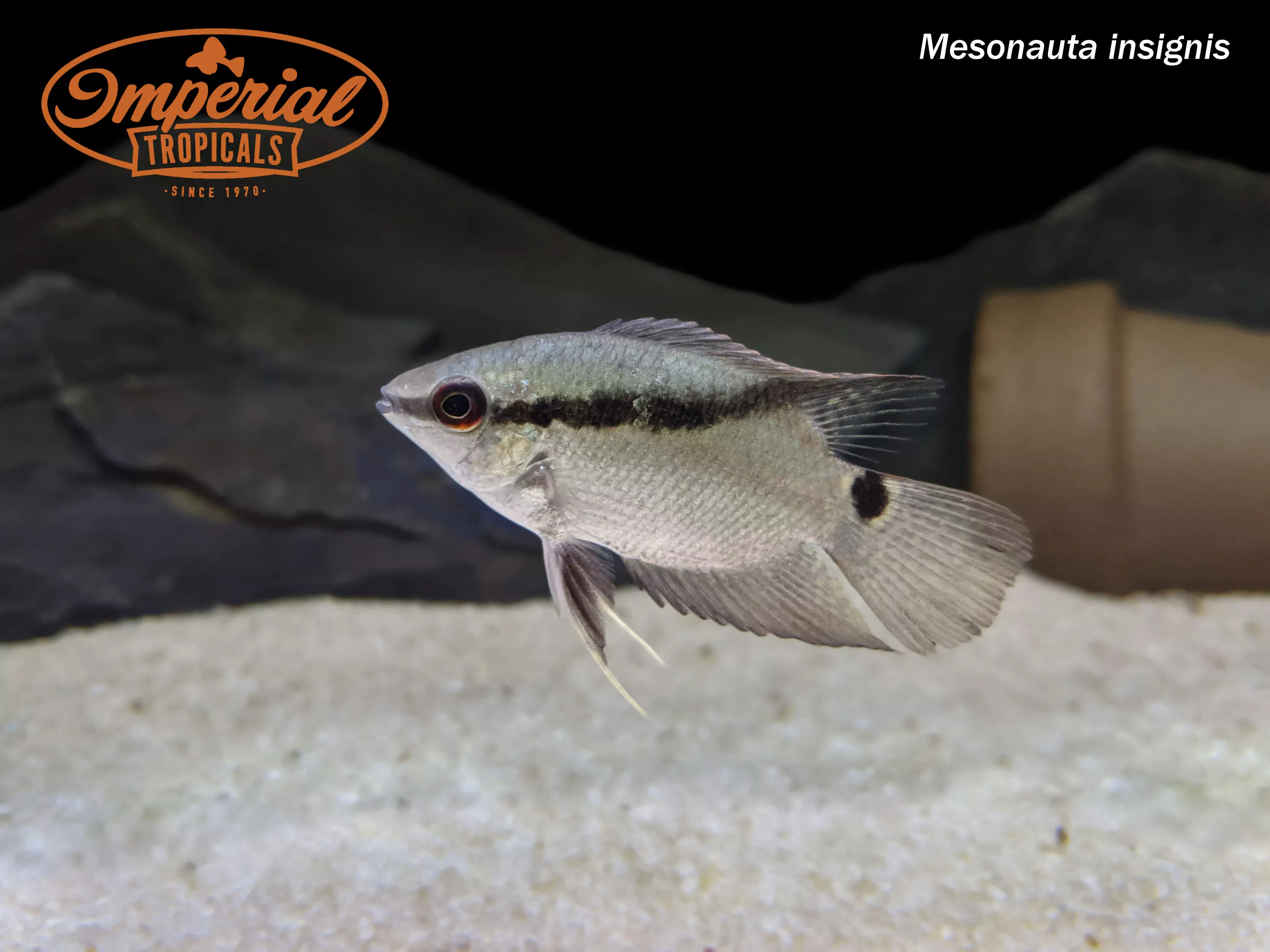 Festivum/Flag Cichlid