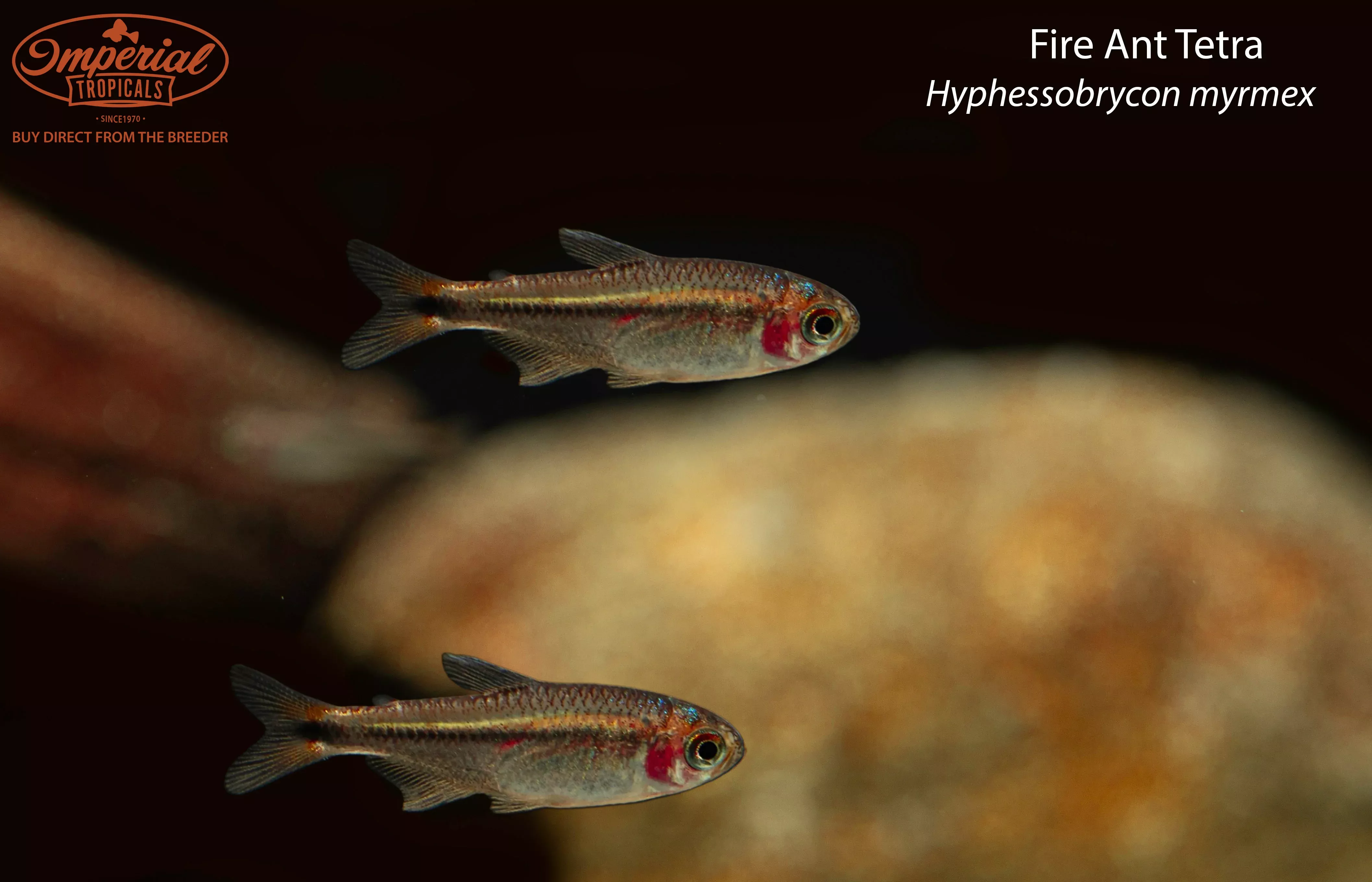 fire-ant-tetra Fire Ant Tetra